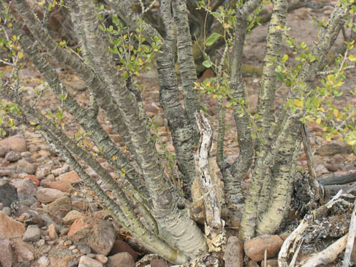 Plantas (C-E) - Bahía Asunción